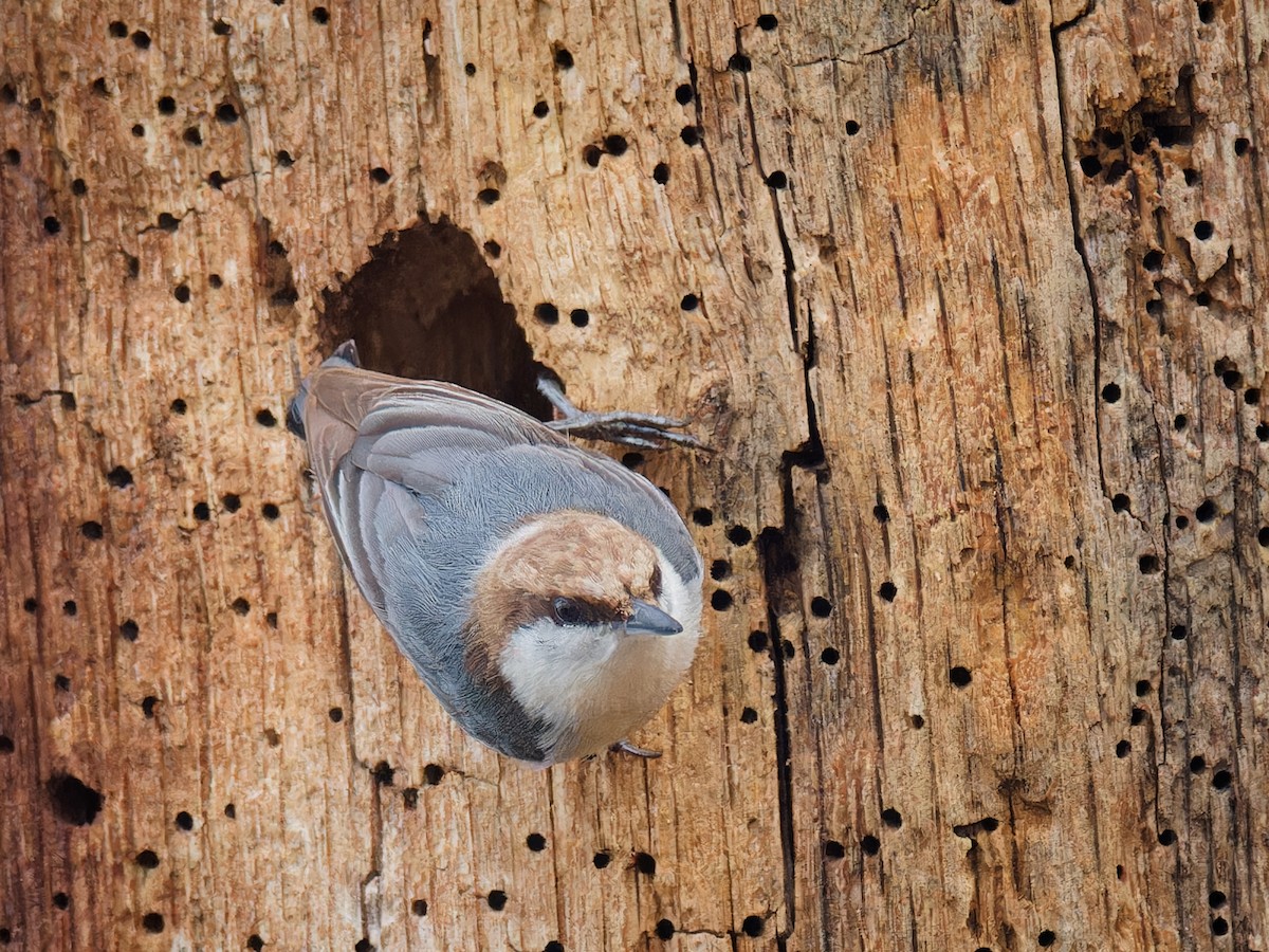 Brown-headed Nuthatch - ML615798945