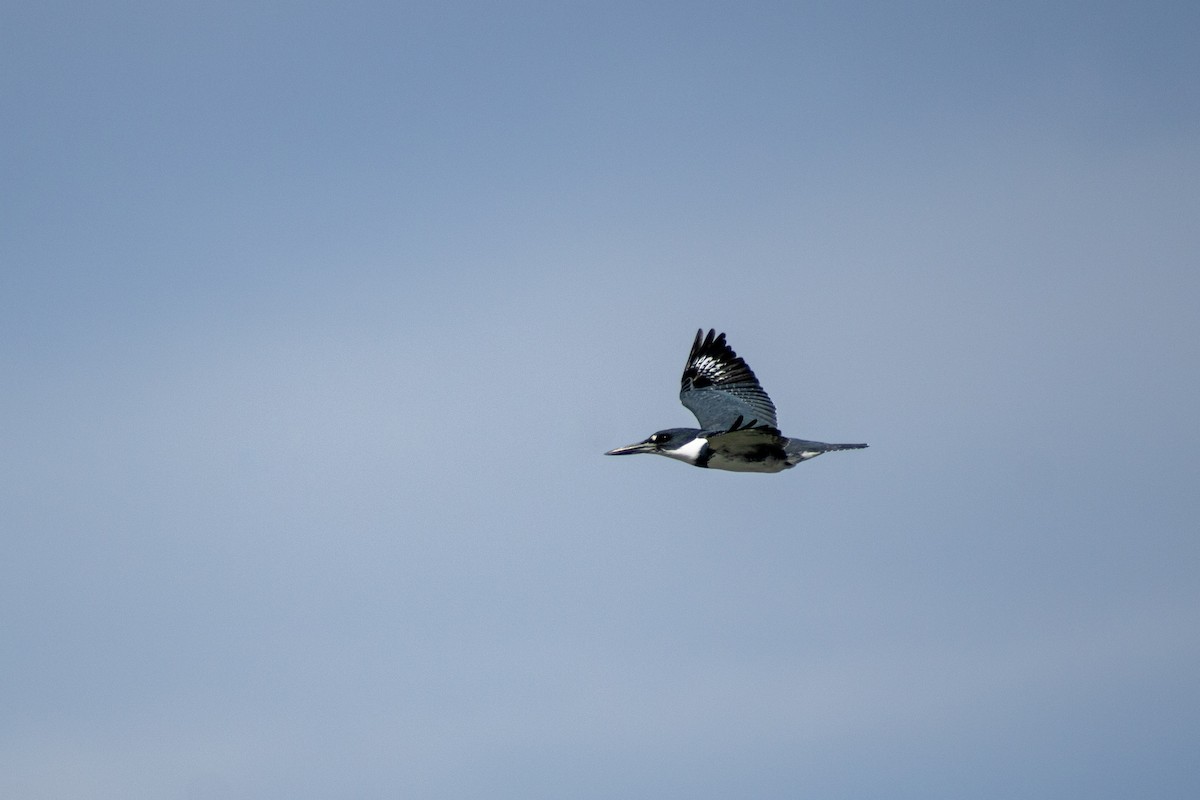 Belted Kingfisher - ML615799017