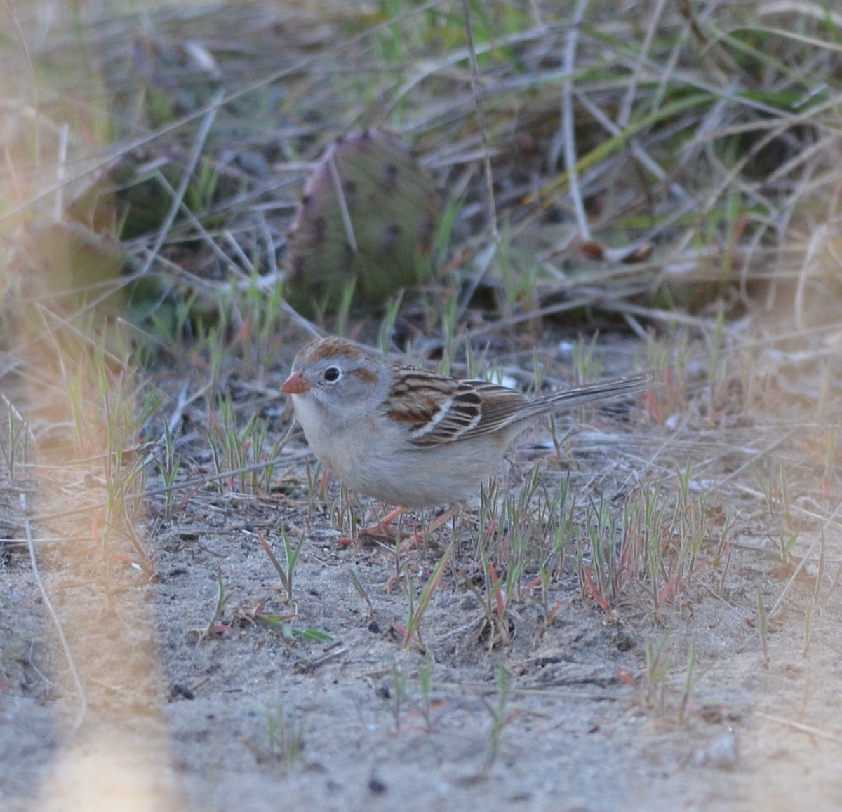 Field Sparrow - ML615799094