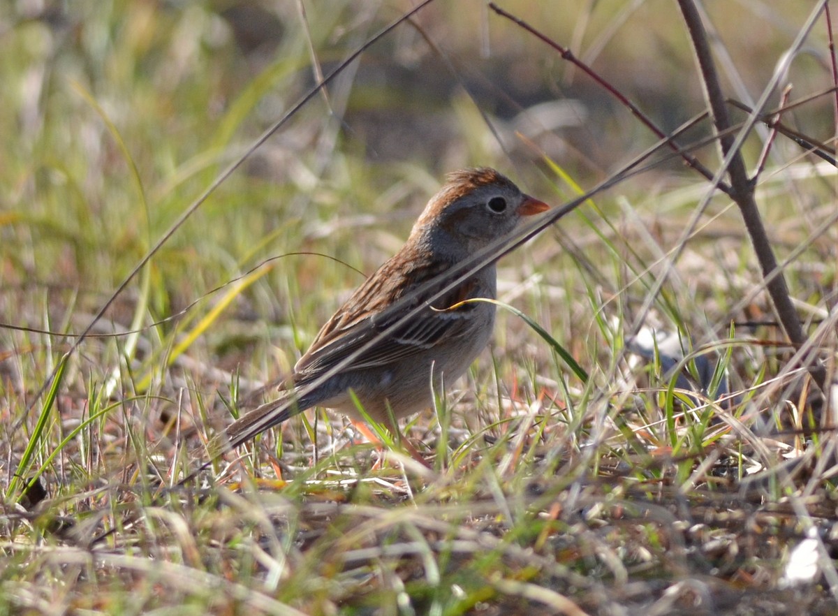 Field Sparrow - ML615799095