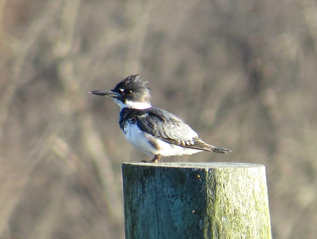 Belted Kingfisher - ML615799159
