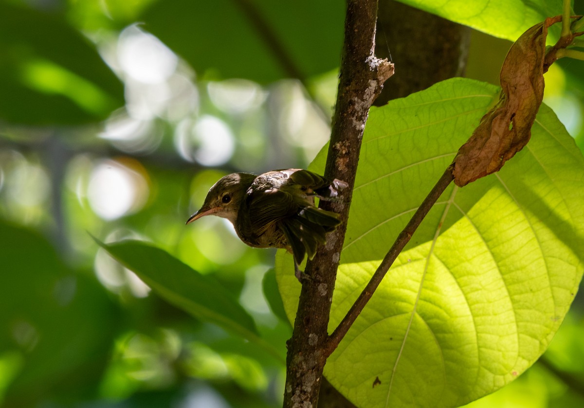 Seychelles Warbler - Adam Winstanley