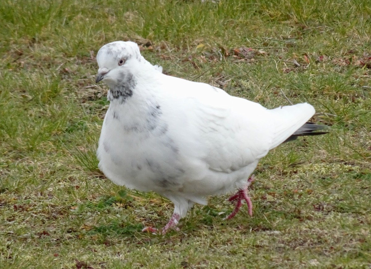 Сизый голубь (Одомашненного типа) - ML615799269