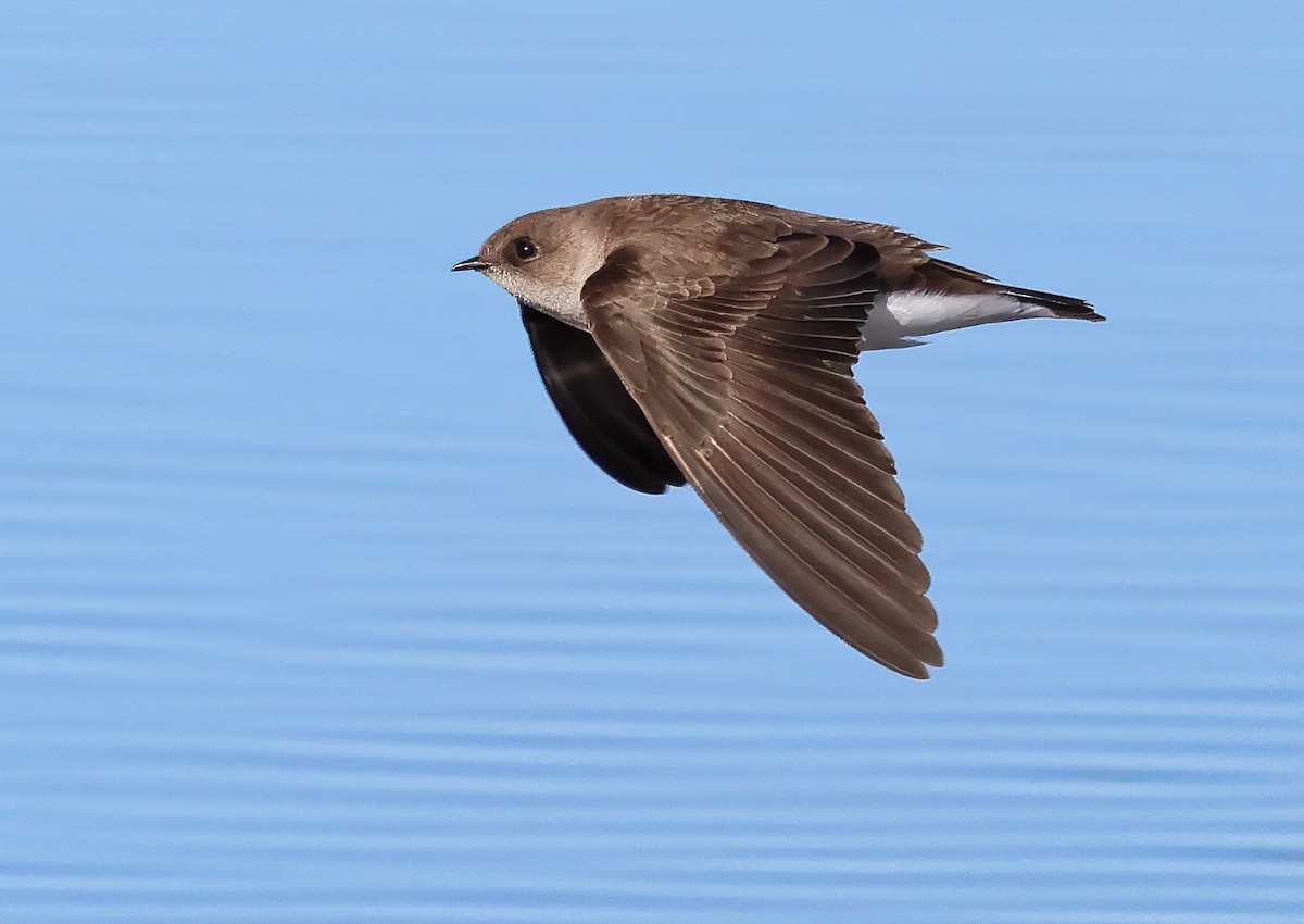 Northern Rough-winged Swallow - Ad Konings