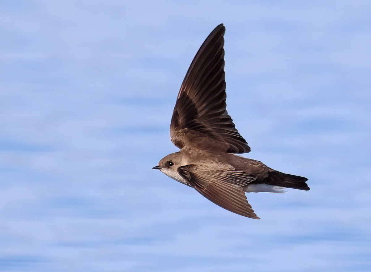 Northern Rough-winged Swallow - ML615799311