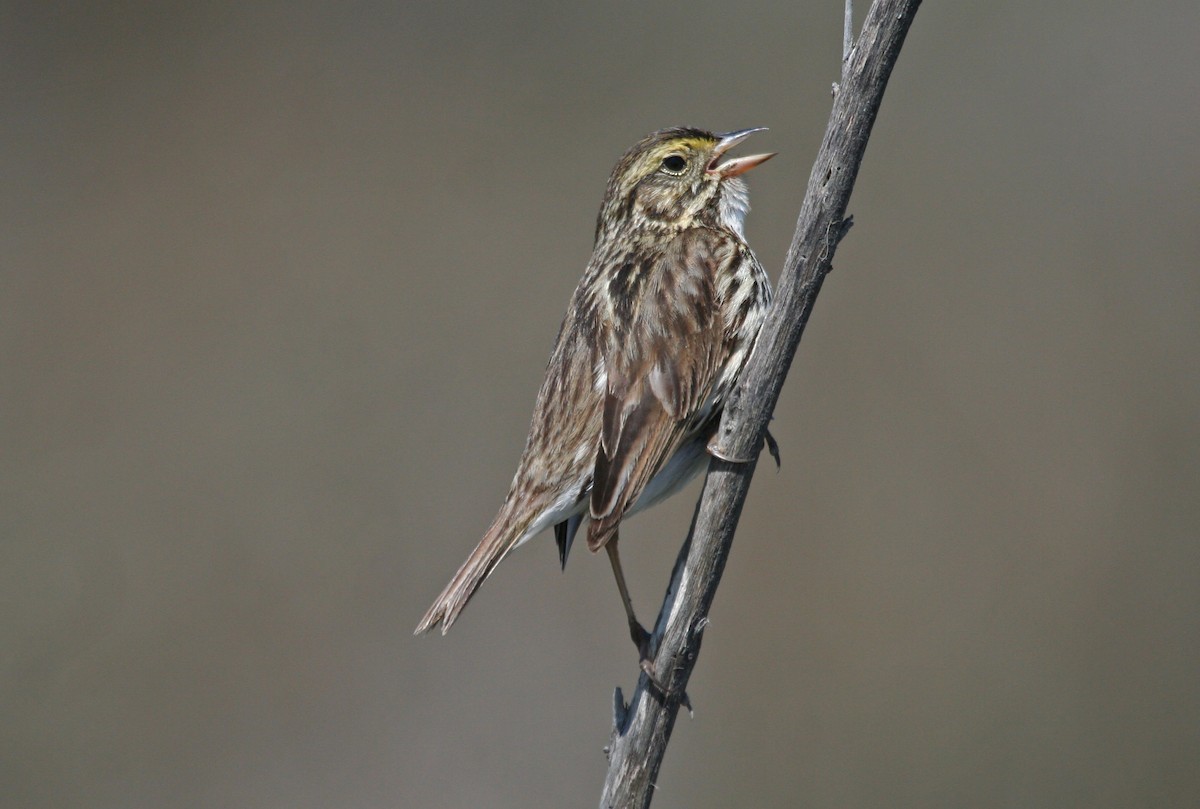 Savannah Sparrow (Belding's) - ML615799327
