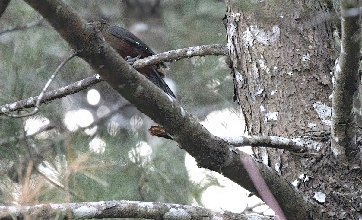 Okinawa Woodpecker - ML615799405