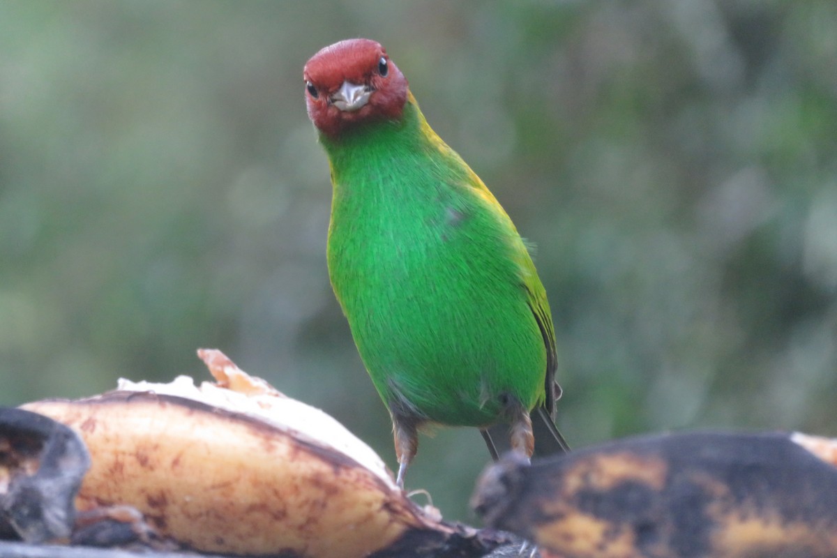 Bay-headed Tanager (Bay-and-green) - Guillaume Normand