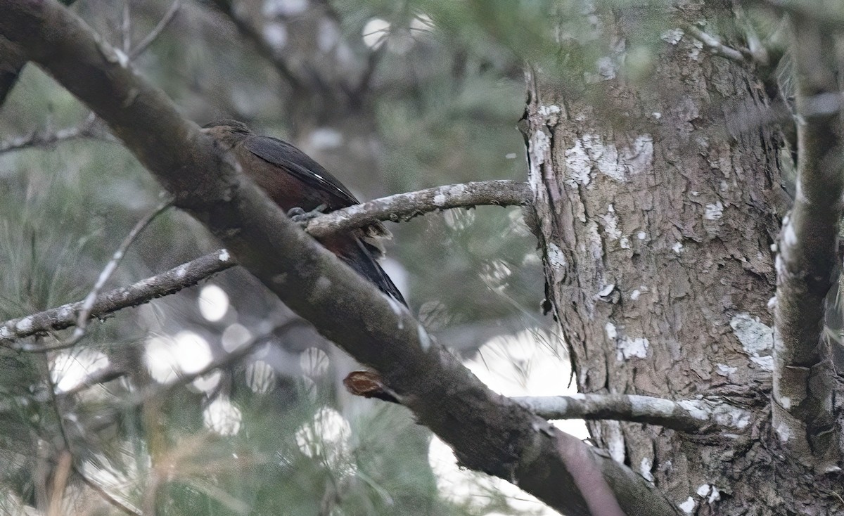 Okinawa Woodpecker - ML615799479