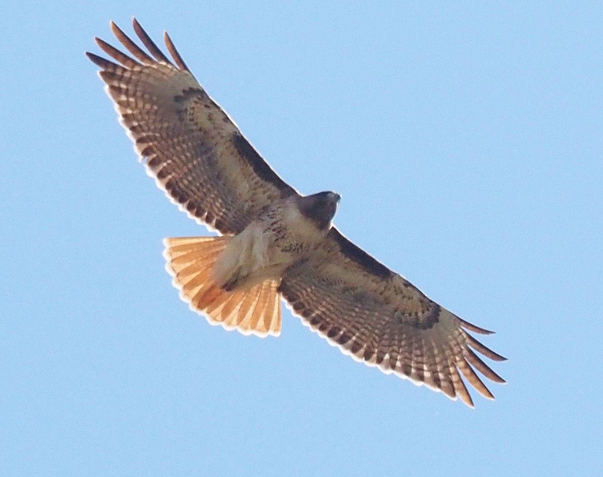 Red-tailed Hawk - ML615799480