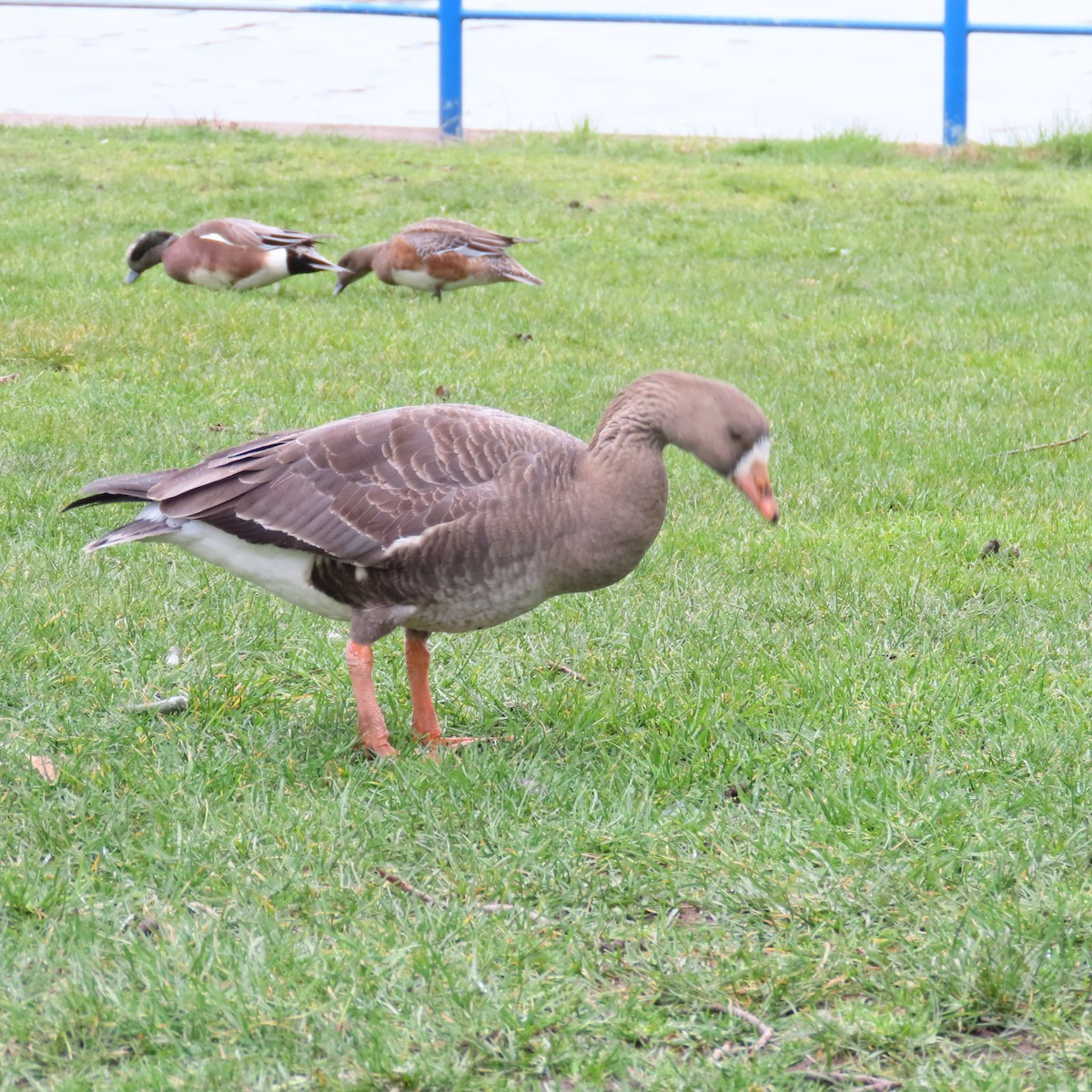 Greater White-fronted Goose - ML615799572