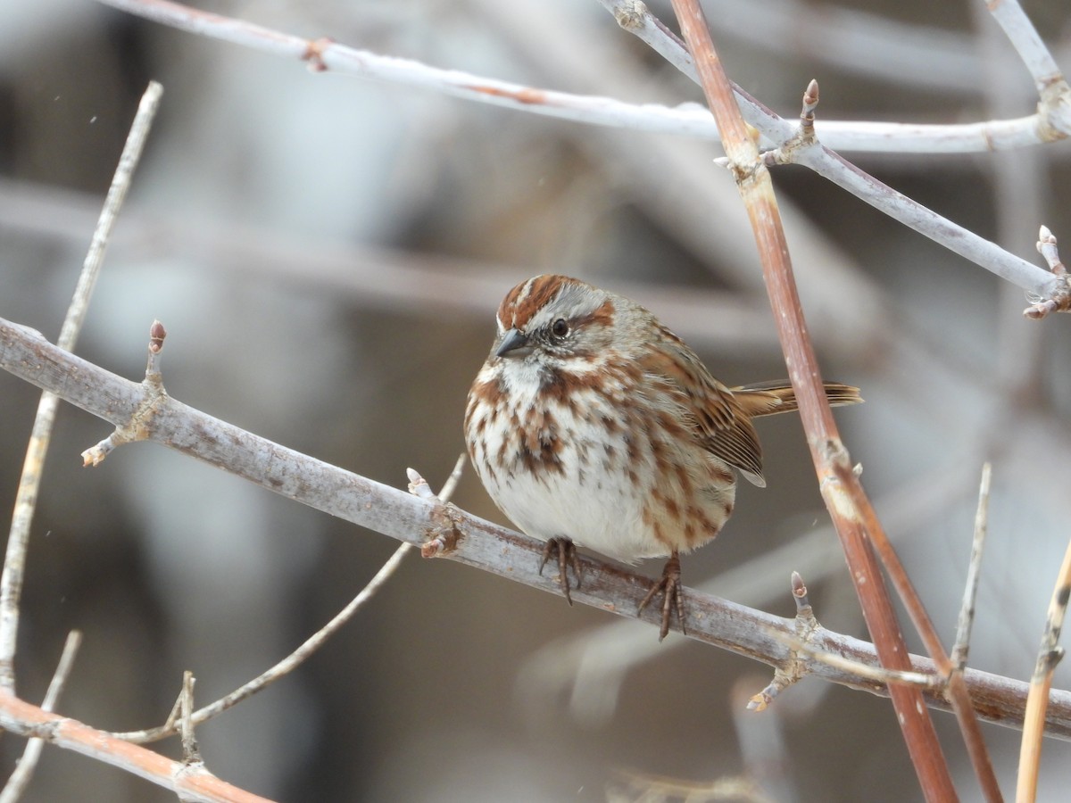 Song Sparrow - Jeff Percell