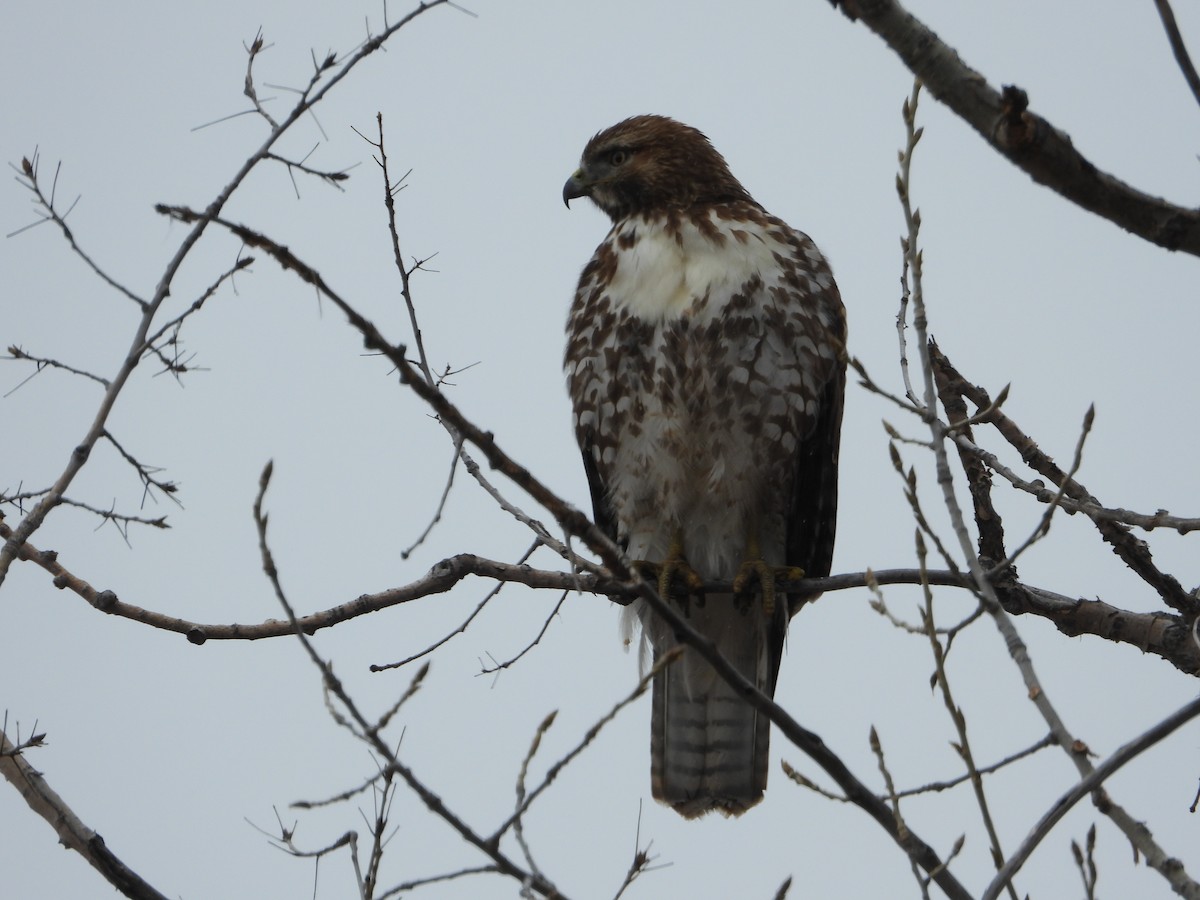 Red-tailed Hawk - ML615799821