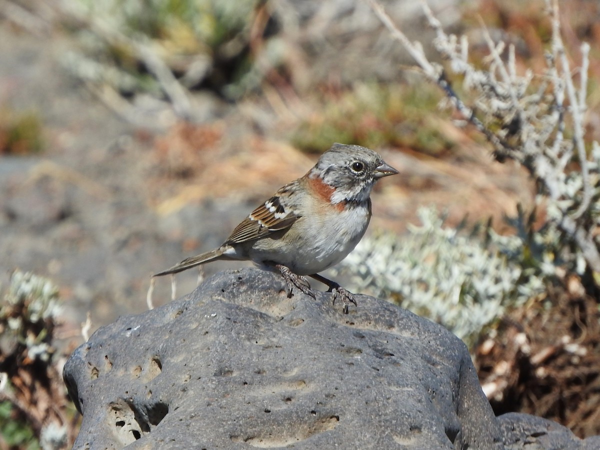 Rufous-collared Sparrow (Patagonian) - Jazmín Morel