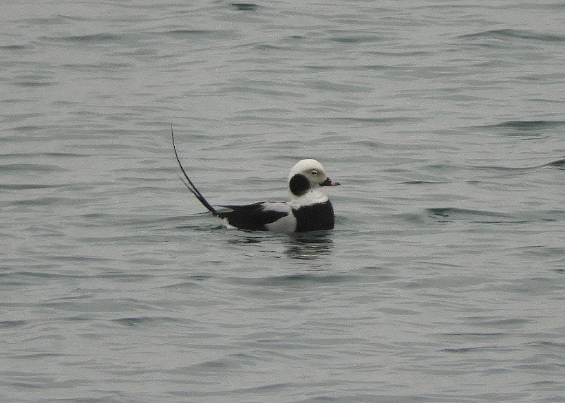 Long-tailed Duck - ML615800177