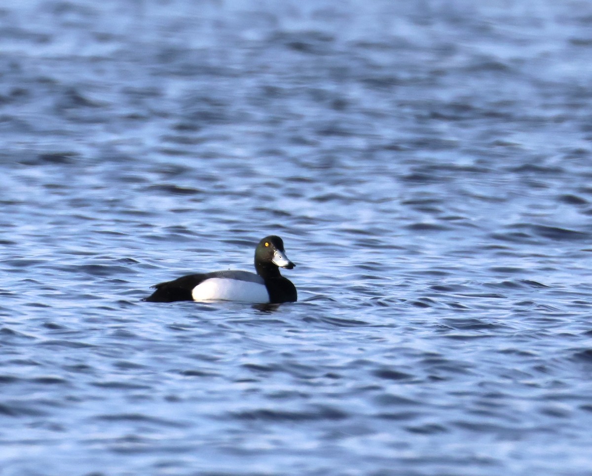 Greater Scaup - ML615800223