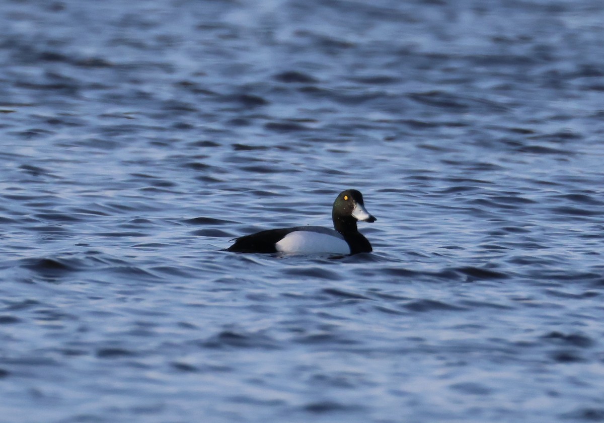 Greater Scaup - ML615800224
