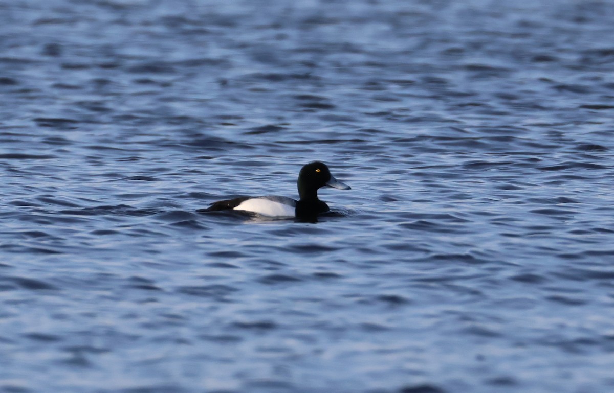 Greater Scaup - ML615800225