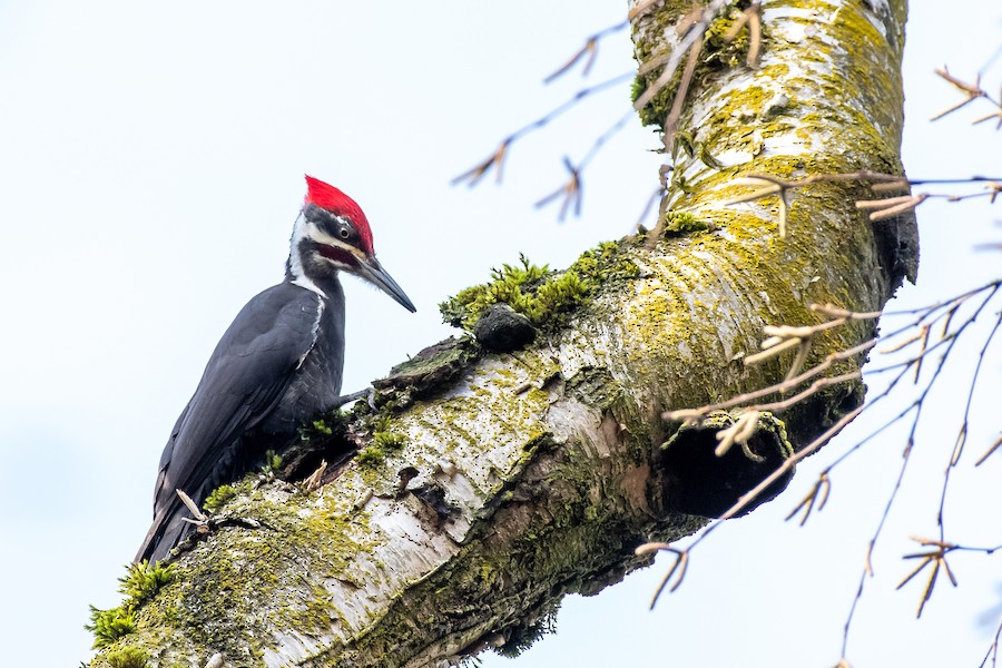 Pileated Woodpecker at Abbotsford - Downes Road Home/Property by Randy Walker
