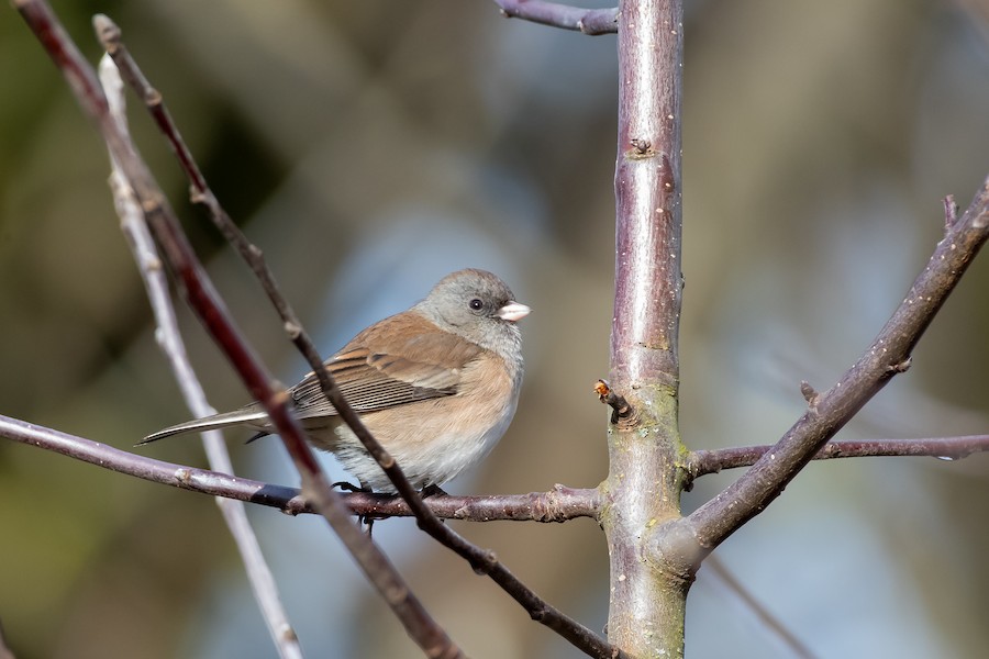 Dark-eyed Junco at Abbotsford - Downes Road Home/Property by Randy Walker