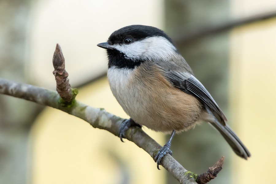 Black-capped Chickadee at Abbotsford - Downes Road Home/Property by Randy Walker