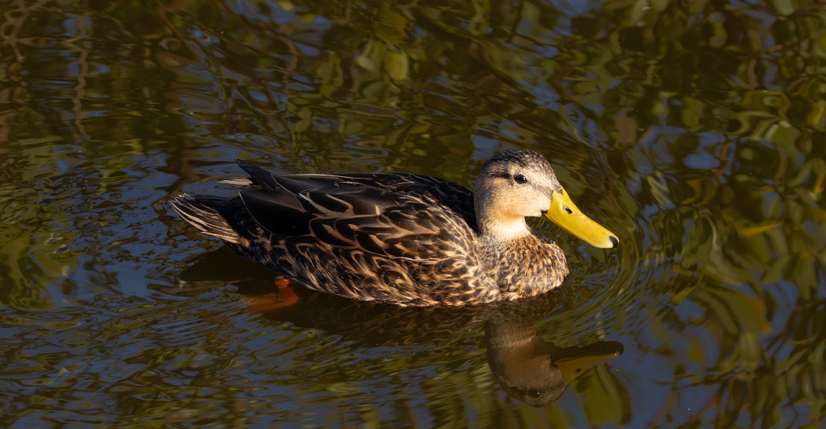 Mottled Duck (Gulf Coast) - Phil Bartley