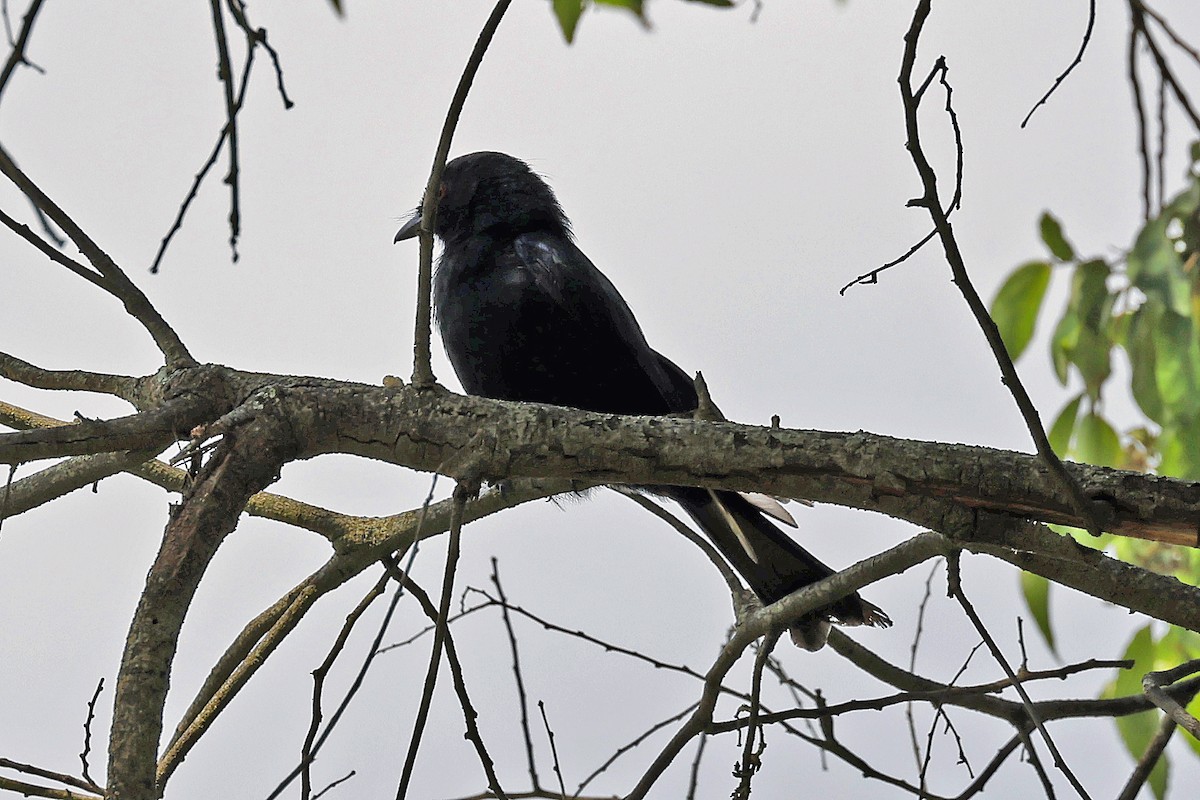 Fork-tailed Drongo - ML615800754