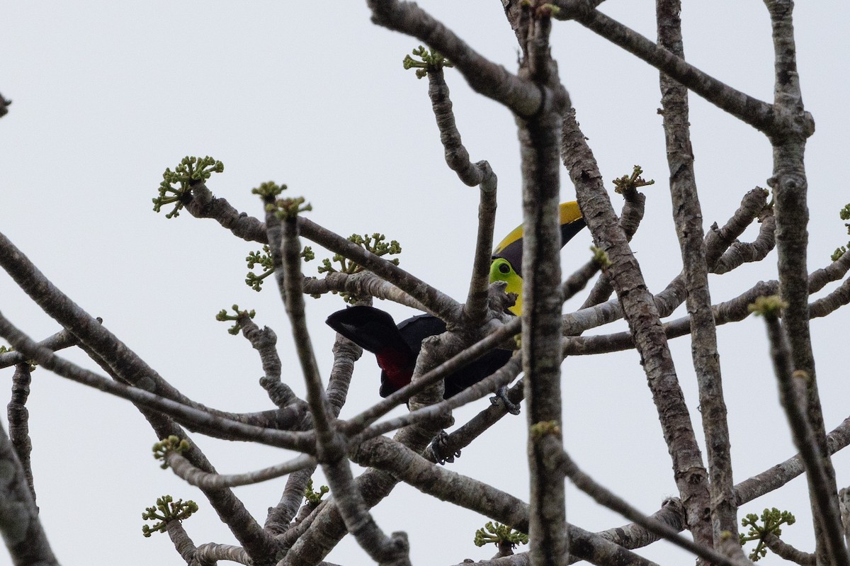 Yellow-throated Toucan (Chestnut-mandibled) - ML615800790