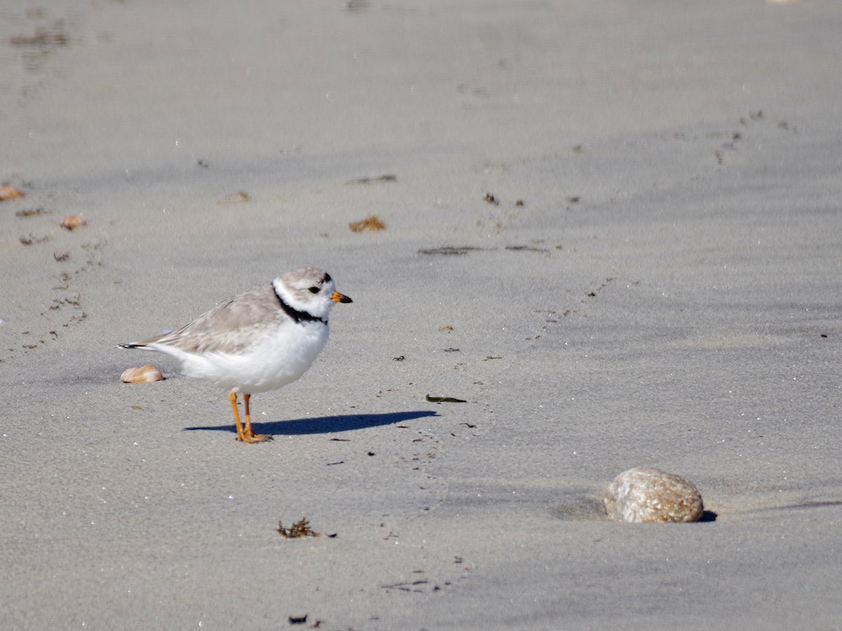 Piping Plover - ML615801126