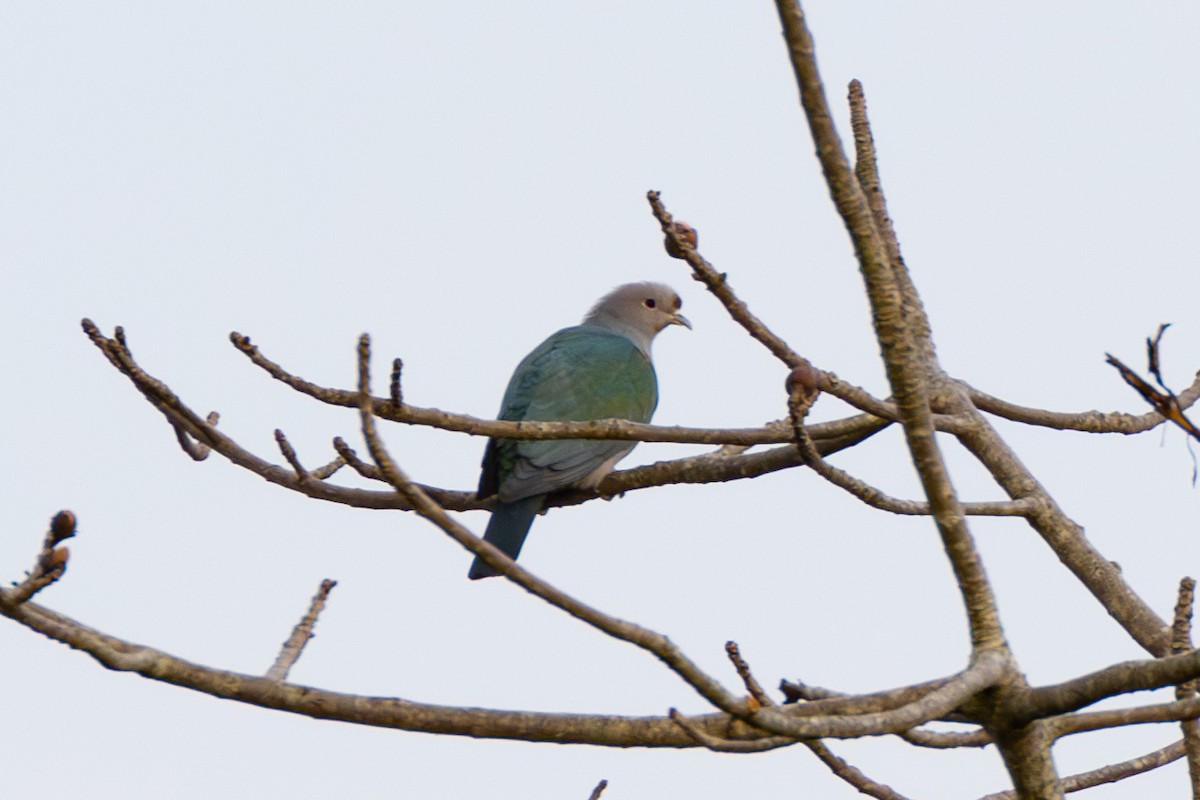 Green Imperial-Pigeon - ML615801259