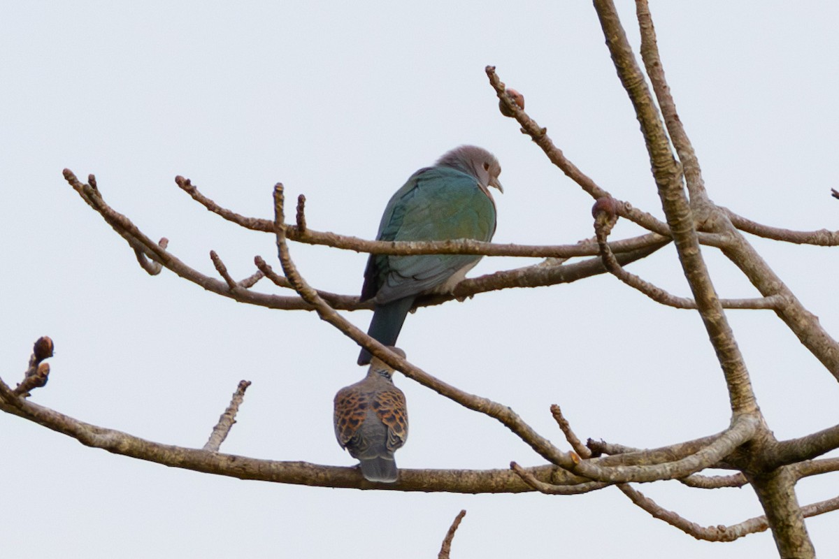Green Imperial-Pigeon - ML615801260