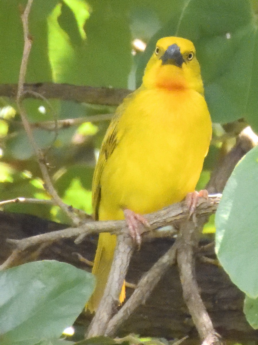 Southern Brown-throated Weaver - ML615801270