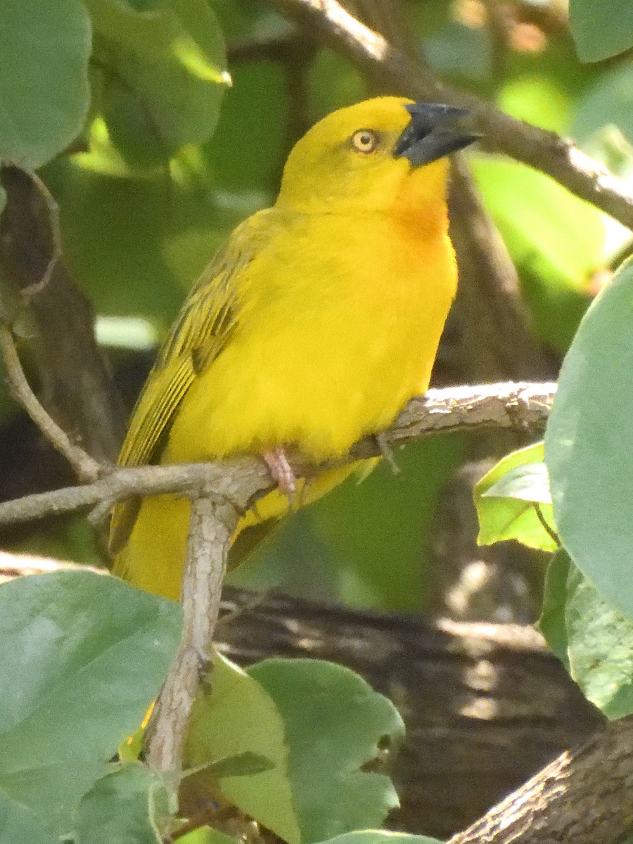 Southern Brown-throated Weaver - Colin Fisher