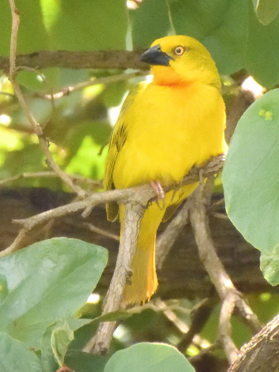 Southern Brown-throated Weaver - ML615801272