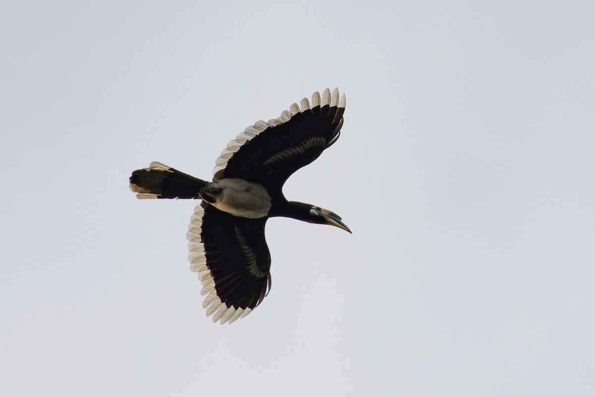 Oriental Pied-Hornbill - Abram Fleishman