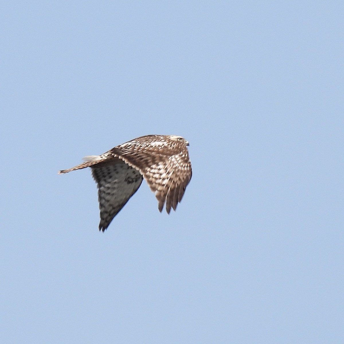Red-tailed Hawk (Harlan's) - ML615801425