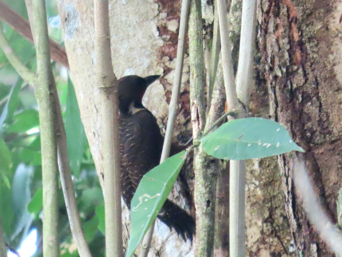 Buff-necked Woodpecker - ML615801740