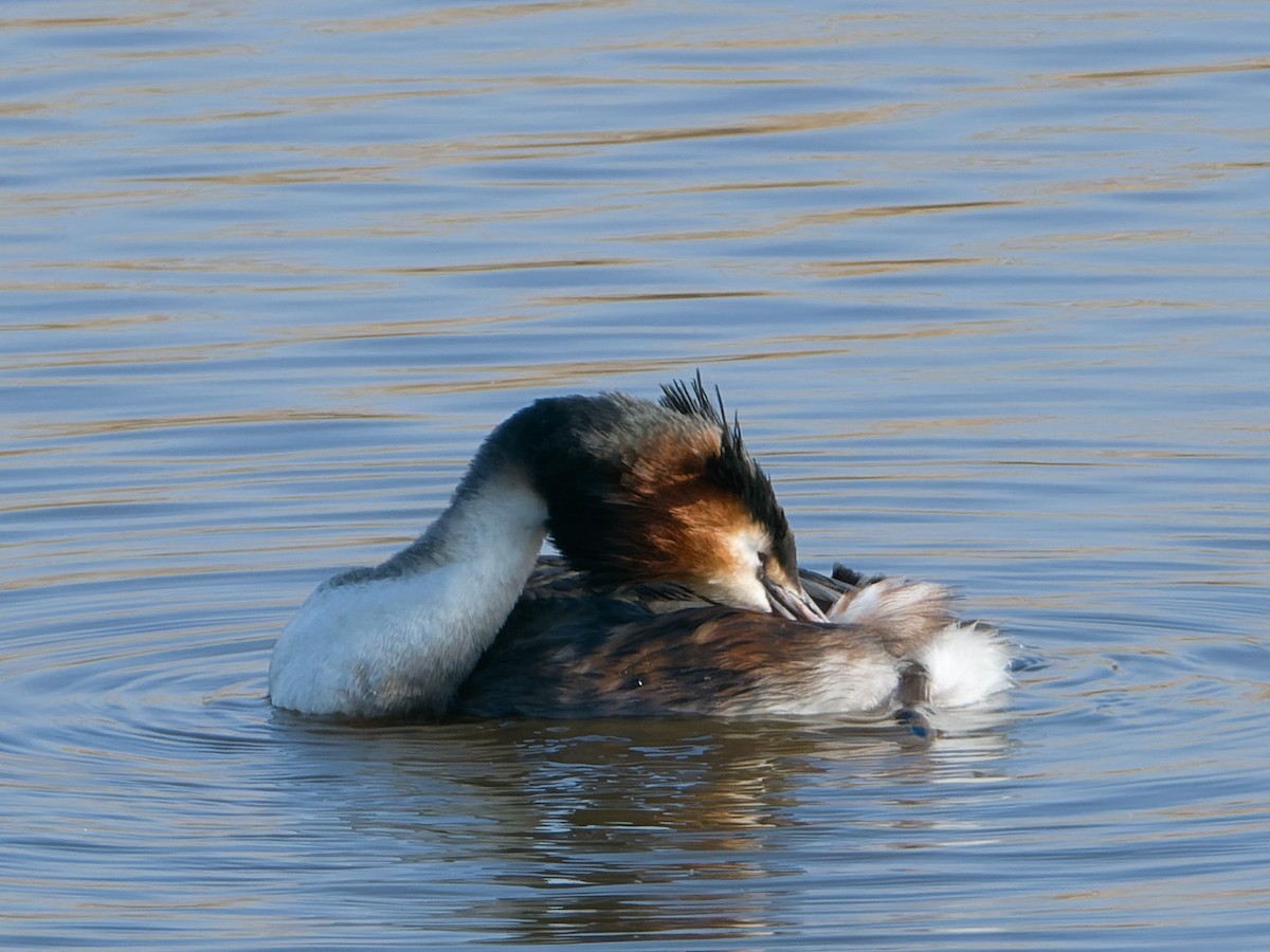 Great Crested Grebe - ML615801765