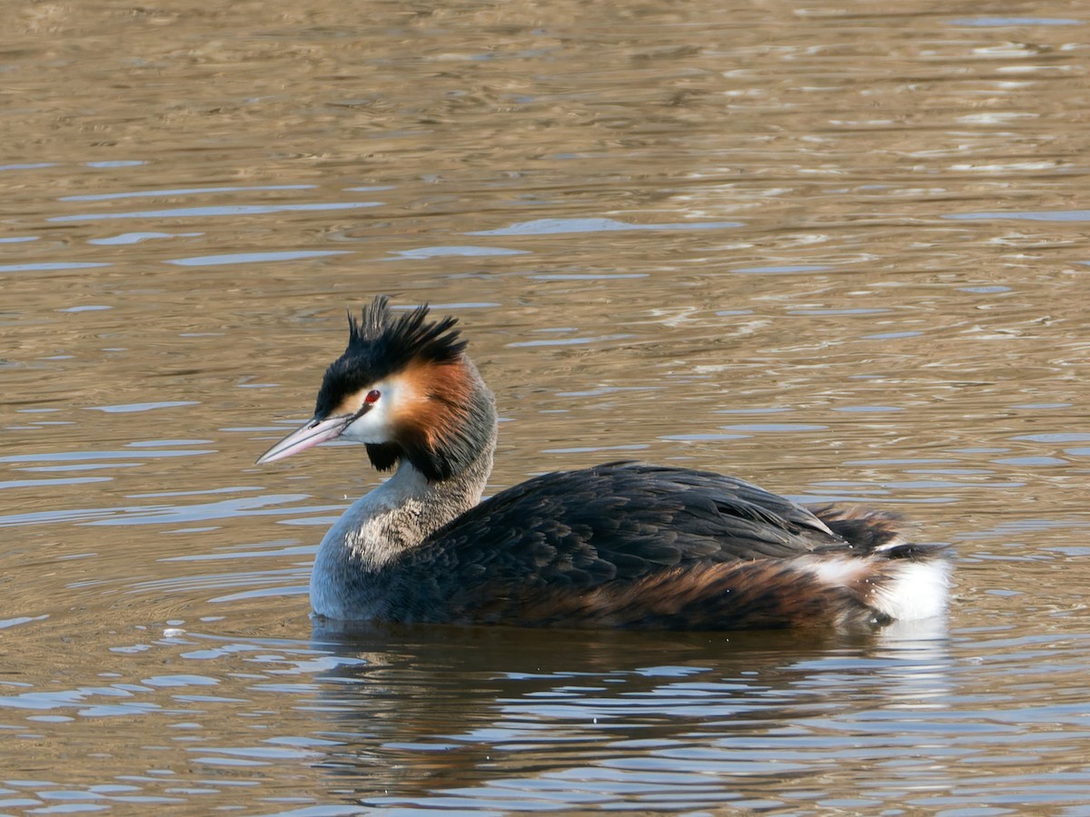 Great Crested Grebe - ML615801766
