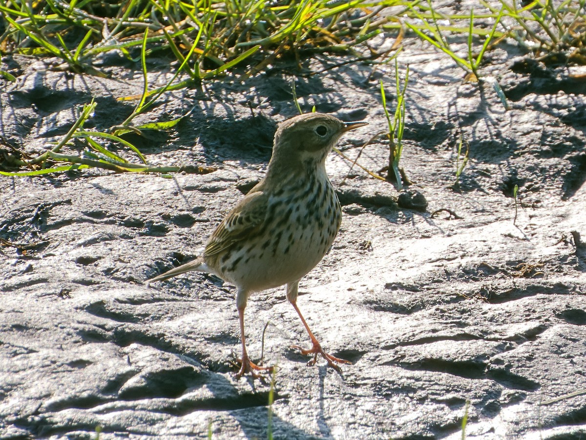 Meadow Pipit - ML615801780