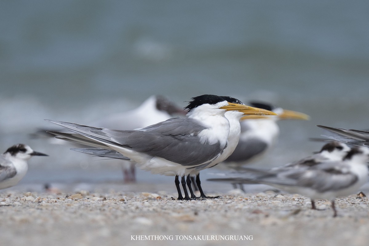 Great Crested Tern - ML615801827