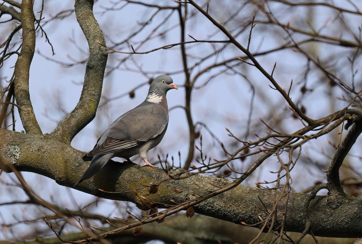 Common Wood-Pigeon - Channa Jayasinghe