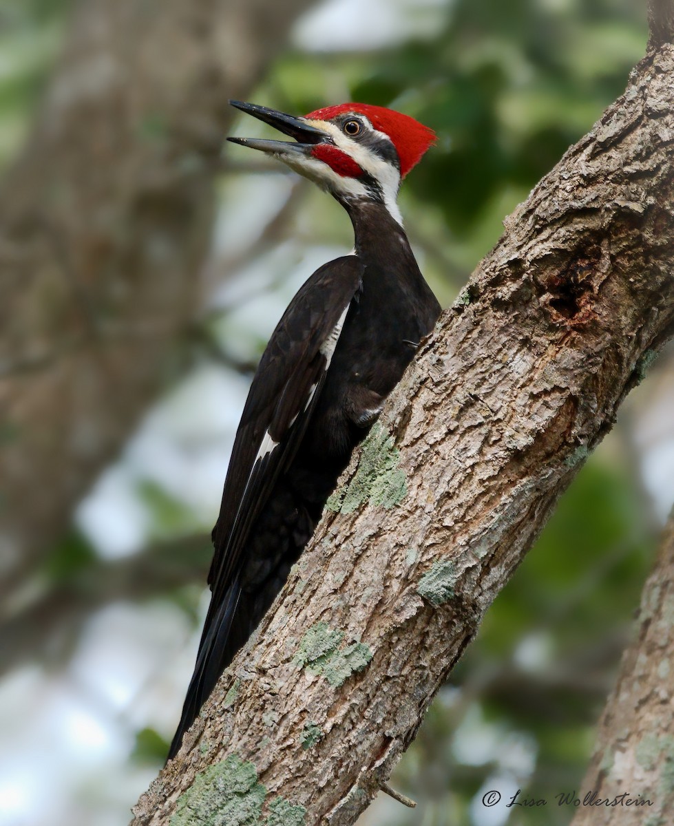 Pileated Woodpecker - ML615801860