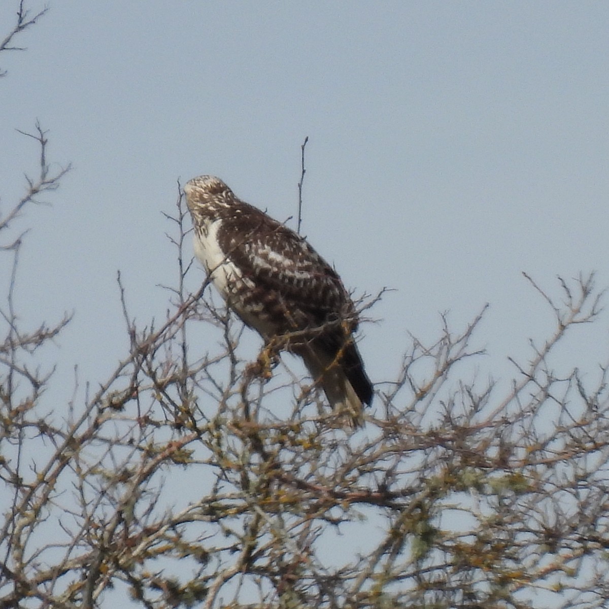 Red-tailed Hawk (Harlan's) - ML615802026