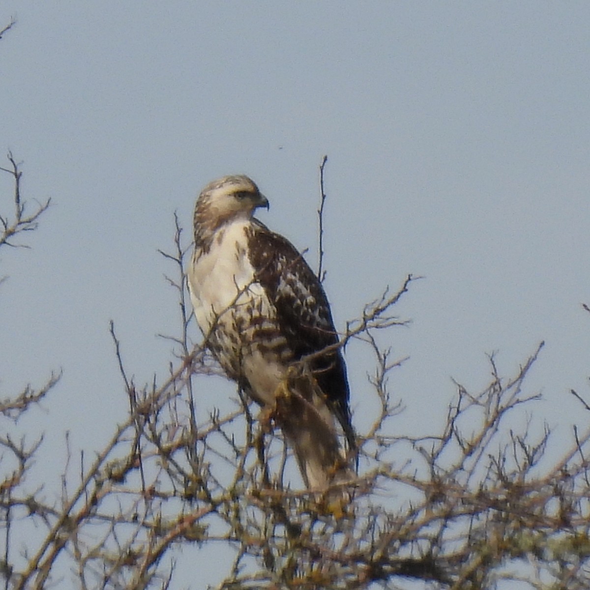 Red-tailed Hawk (Harlan's) - ML615802028