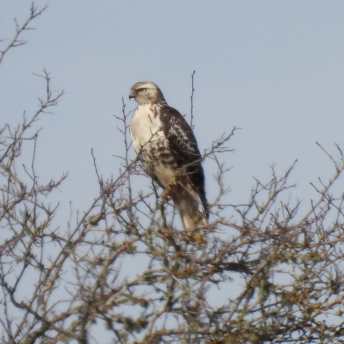 Red-tailed Hawk (Harlan's) - ML615802029