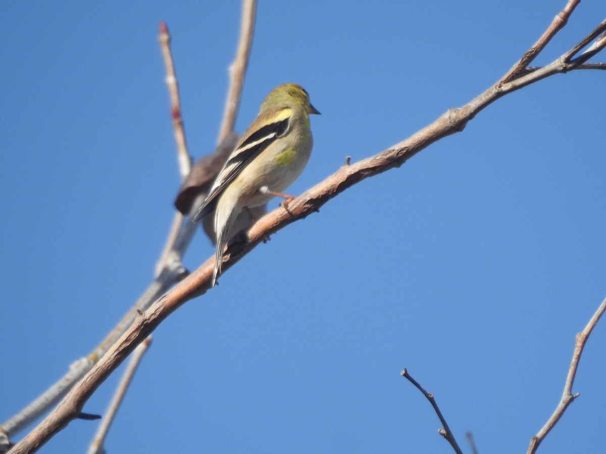 American Goldfinch - Layton Pace