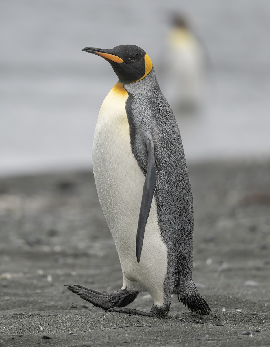 Королевский пингвин - ML615802108