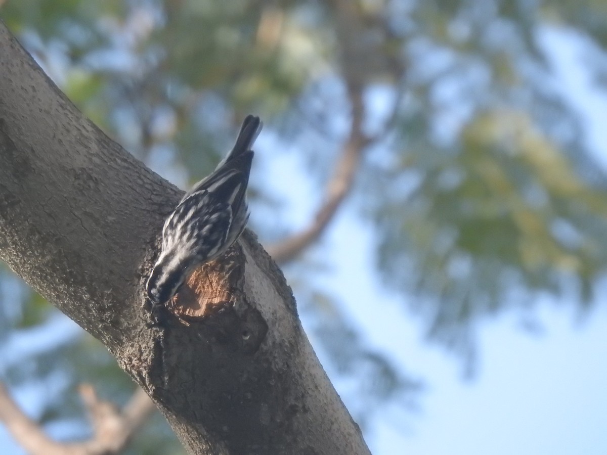 Black-and-white Warbler - ML615802235