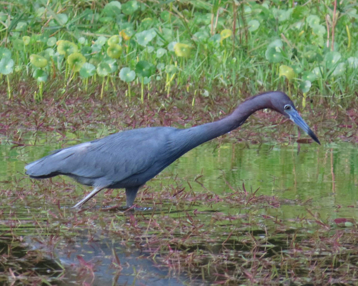 Ebird Checklist Mar Riverbend Park Species Other Taxa